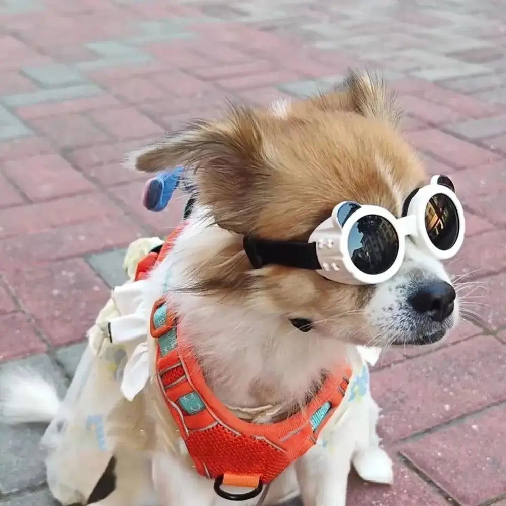 The Air-Glide Anti-UV Windproof Pet Sunglasses & Goggles